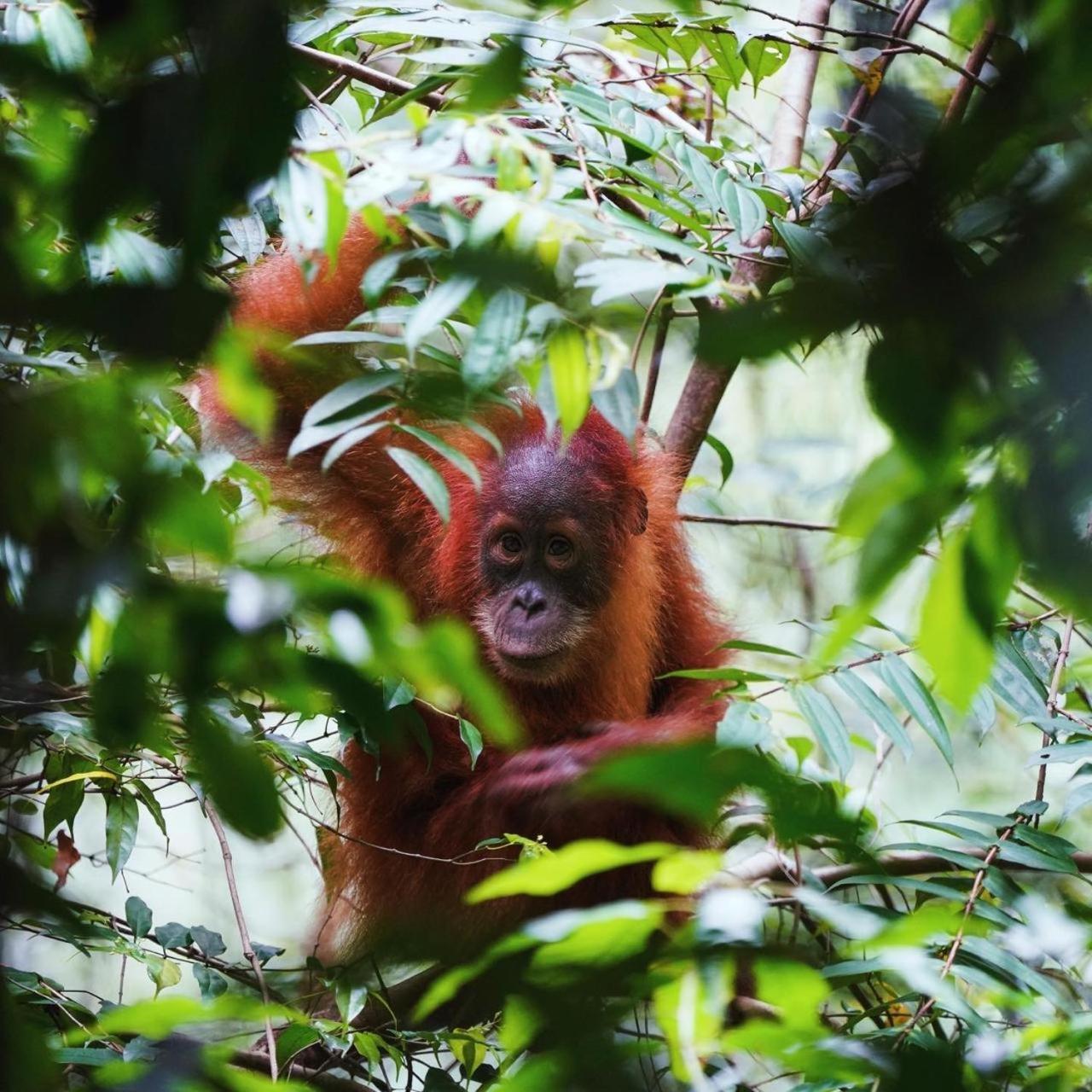 Indra Valley Inn Bukit Lawang Kültér fotó