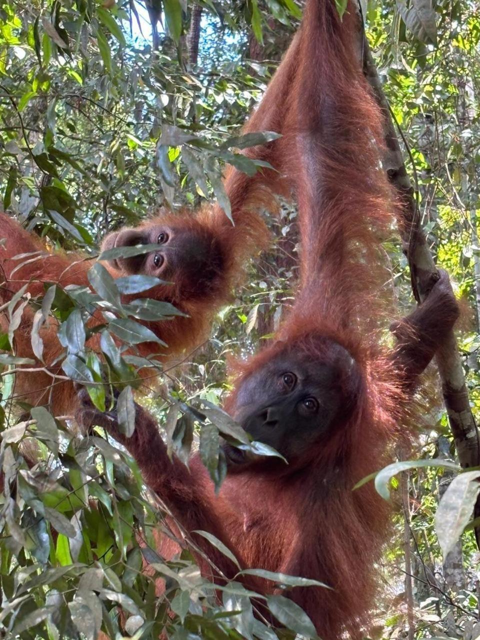 Indra Valley Inn Bukit Lawang Kültér fotó